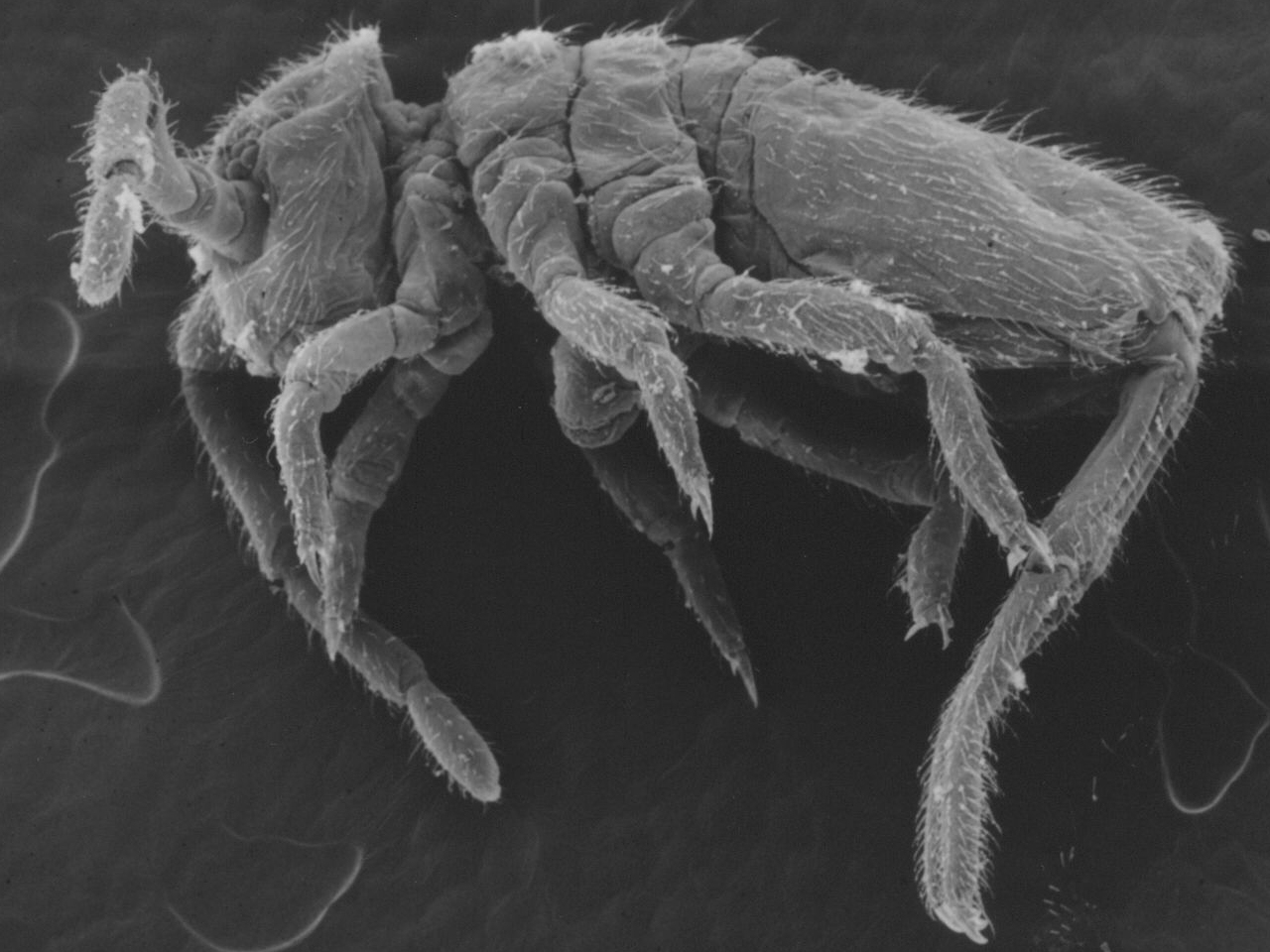 Представитель Семейства Actaletidae